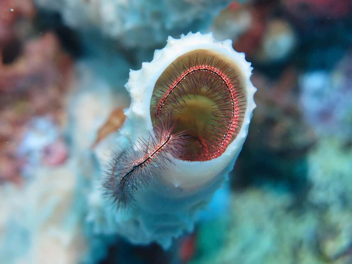 Nature Island Dive — photo 5