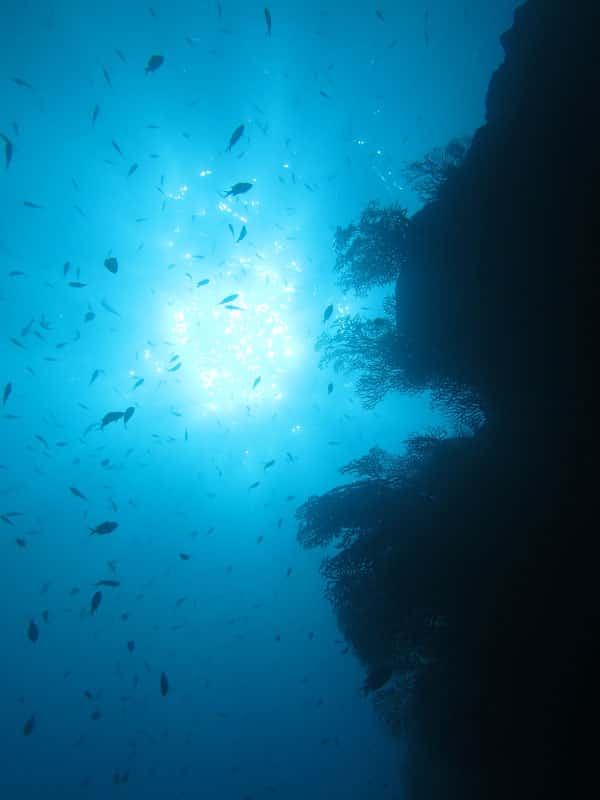 Nature Island Dive — photo 4