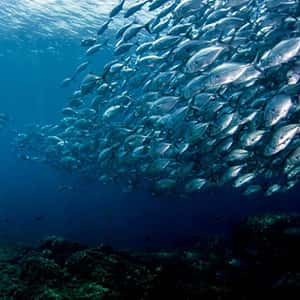 Deep Blue Diving — photo 3