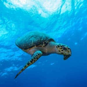 Deep Blue Diving — photo 2