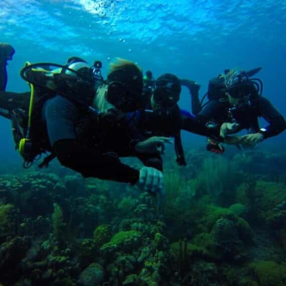 4 Wheel Diving — photo 2