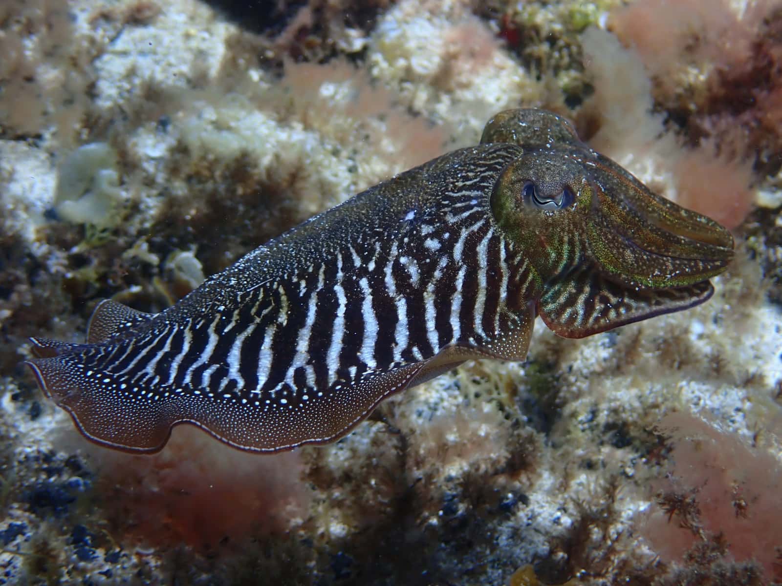 Acuarios Dive Center — photo 3