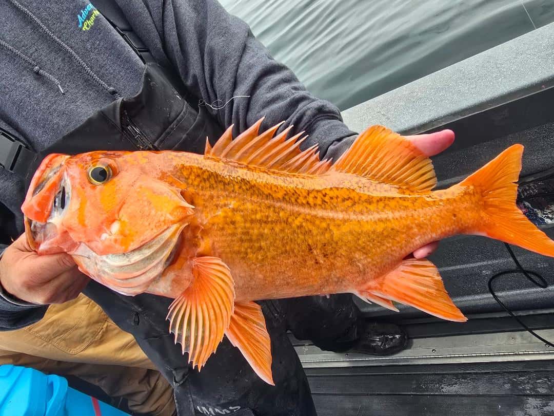 Adventure Charter Fishing — photo 3