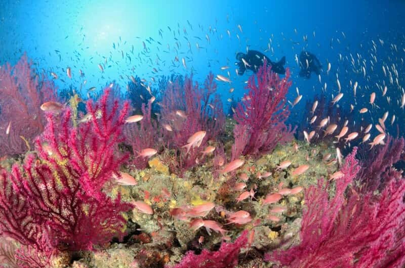 Agri Diving Portofino — photo 2