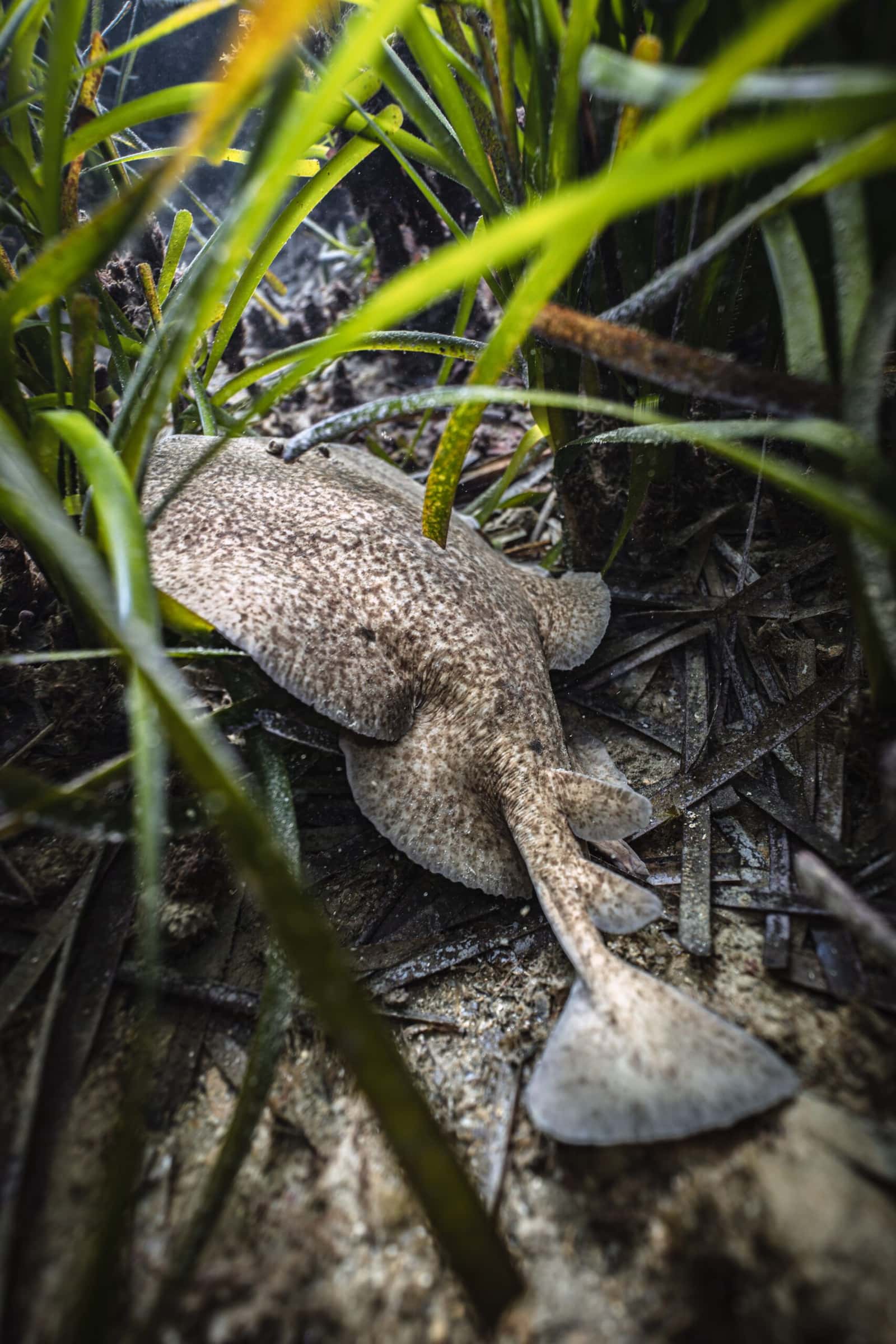 Apnea Canarias — photo 4