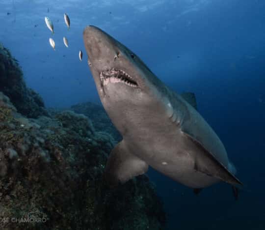 Arrecifal Centro de buceo — photo 2