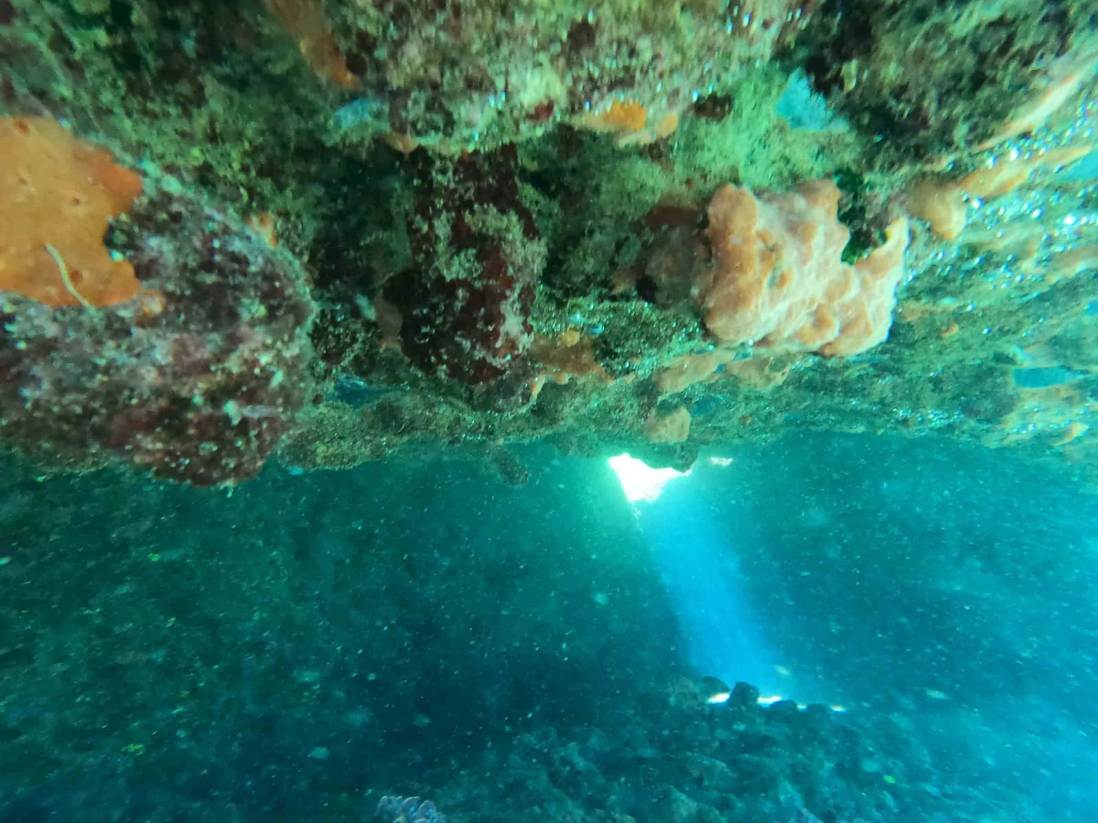 Big Fish Dive — photo 2