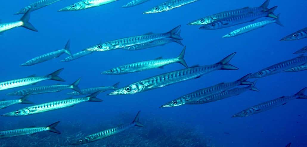 Binibeca Diving