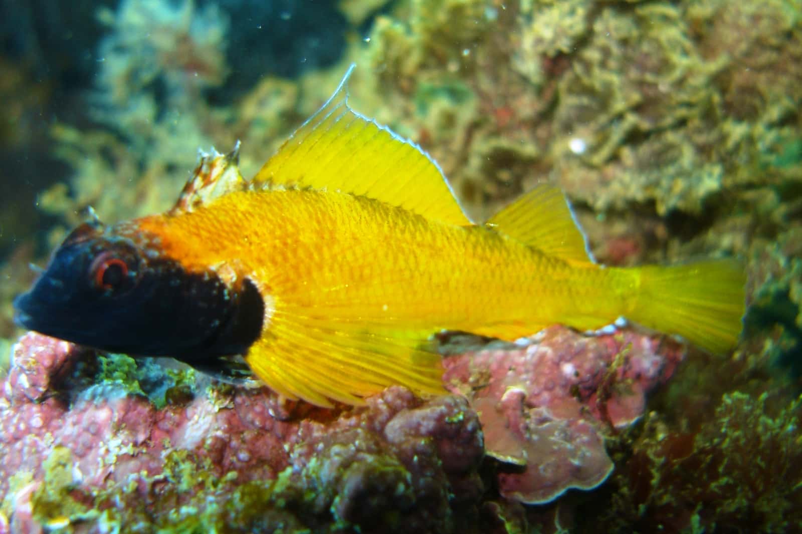 Blue Ocean Divers — photo 2