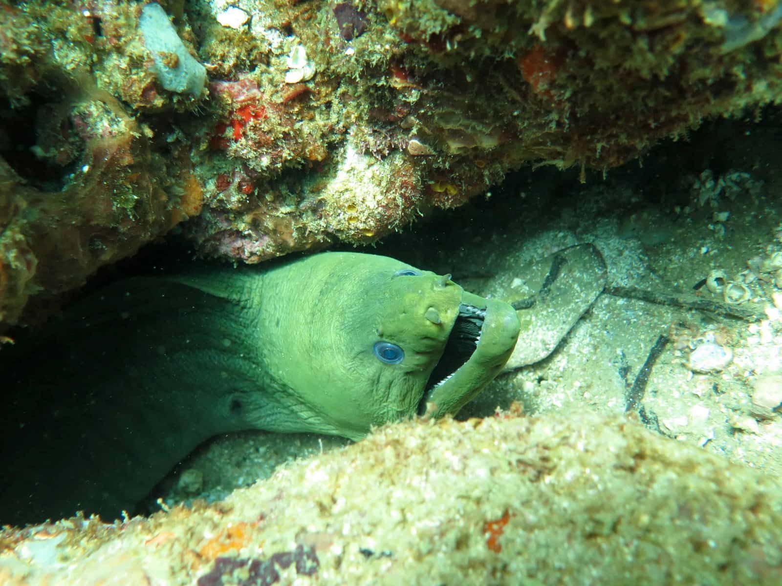 Bocas Pirates Dive Center