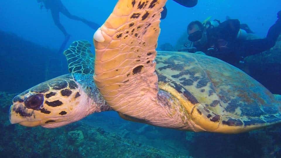 Titan Blue Divers