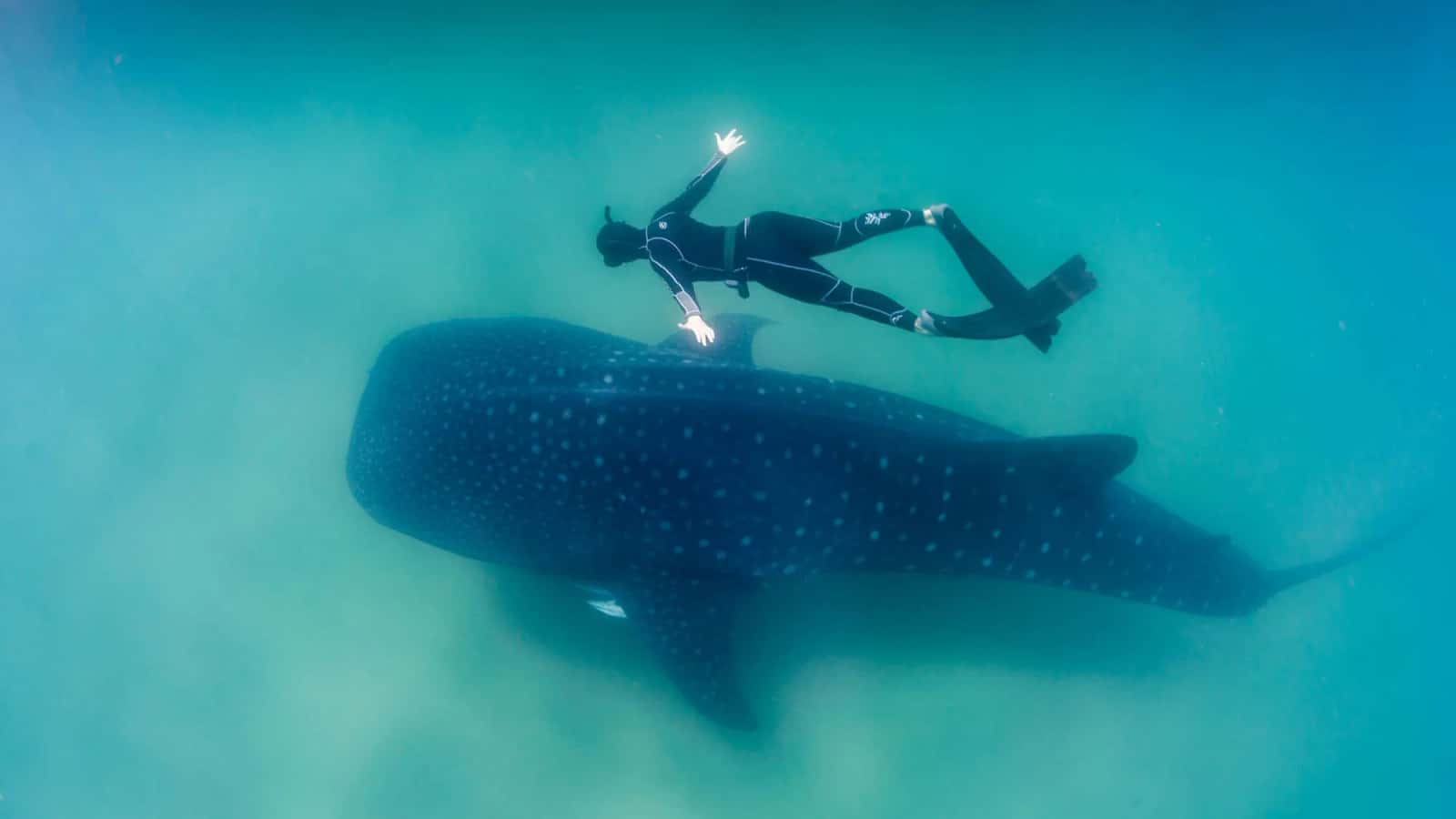 Cabo Shark Dive — photo 2