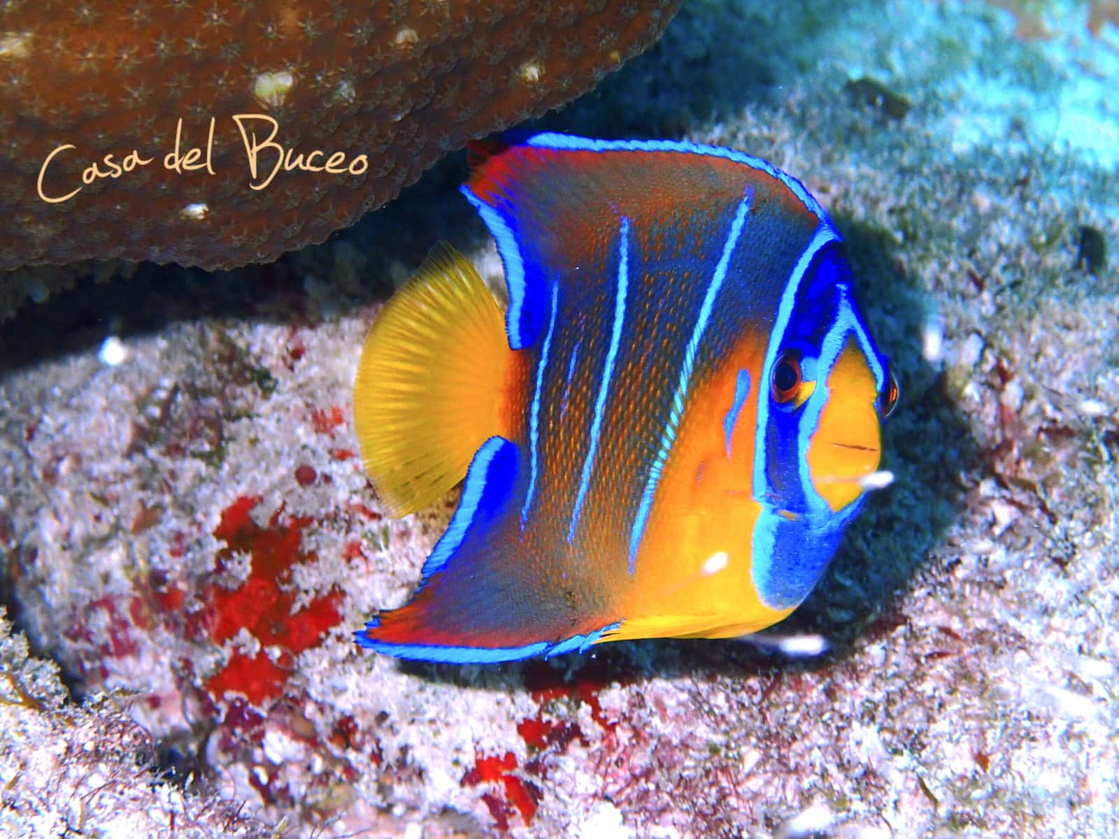 Casa del Buceo — photo 2