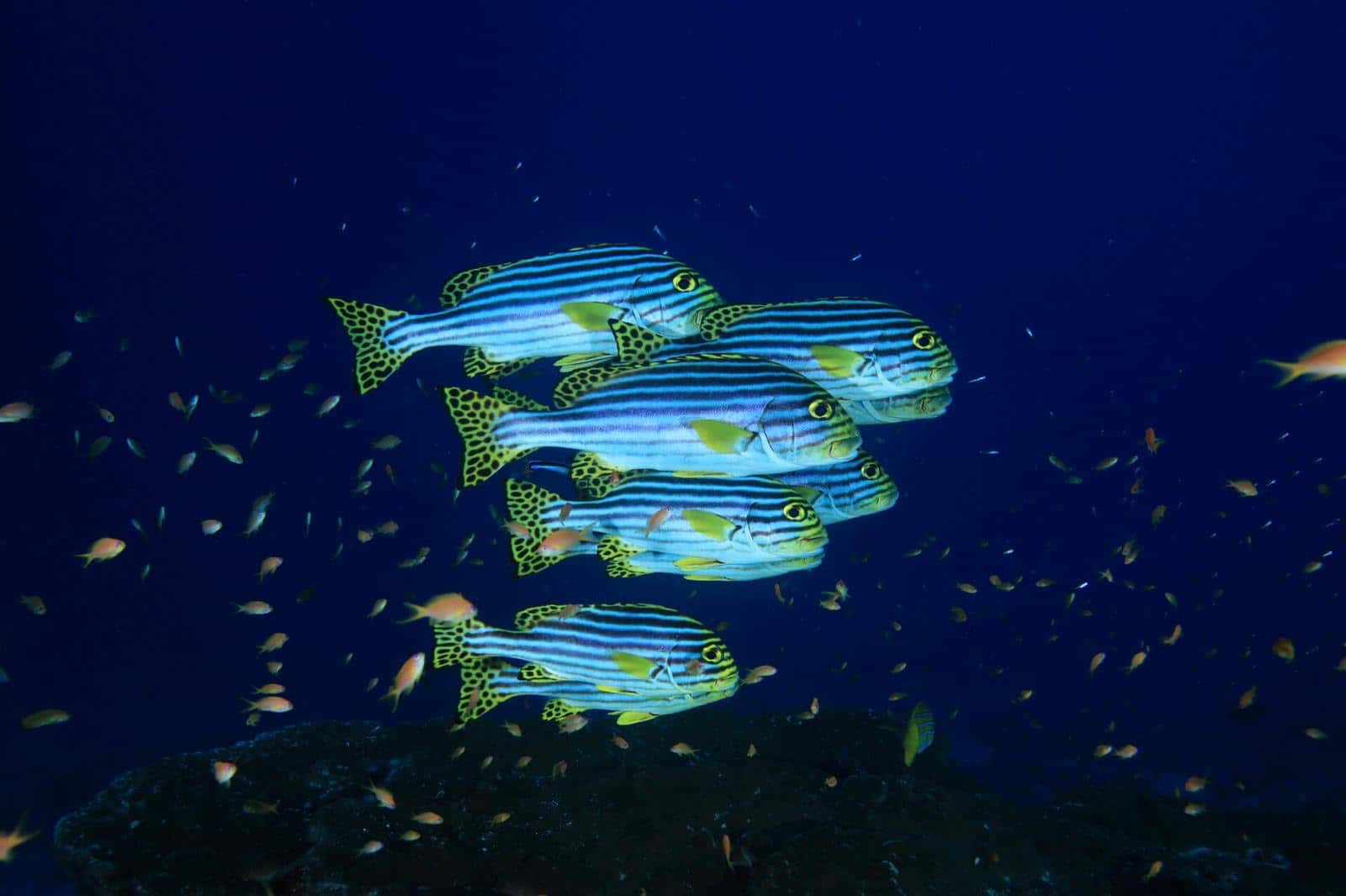 Oceanomads — photo 2
