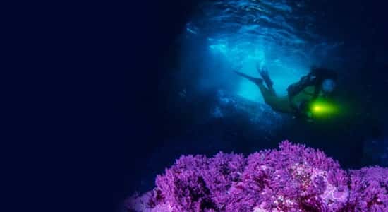 Cipreia Dive Club — photo 3
