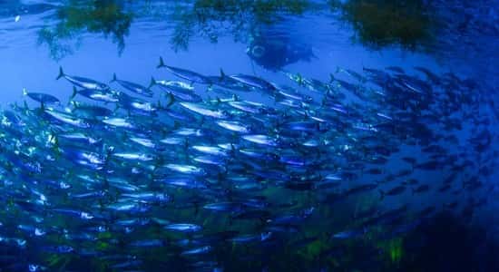 Cipreia Dive Club — photo 4