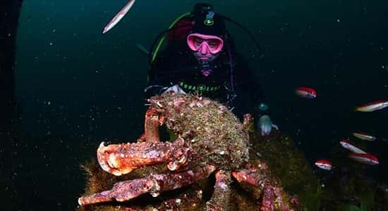 Cipreia Dive Club — photo 2