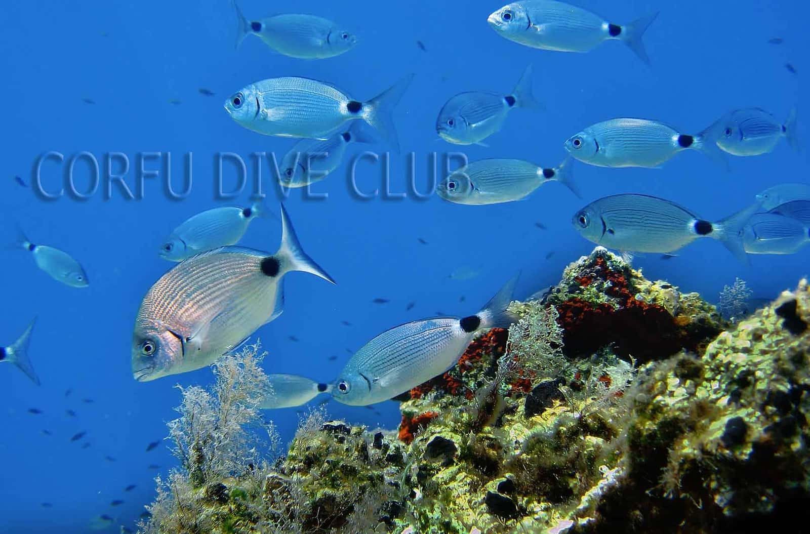 Corfu Dive Club — photo 2