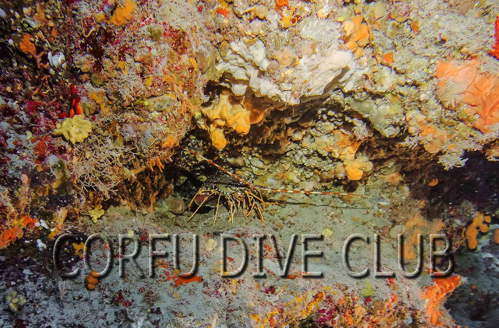 Corfu Dive Club — photo 4