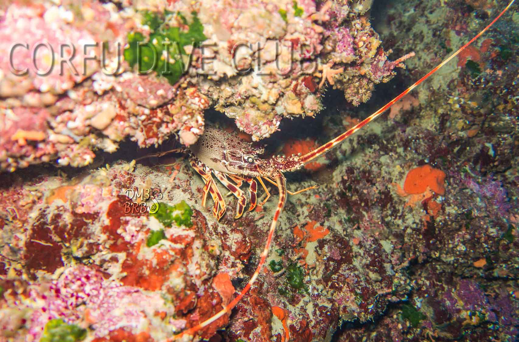 Corfu Dive Club — photo 5