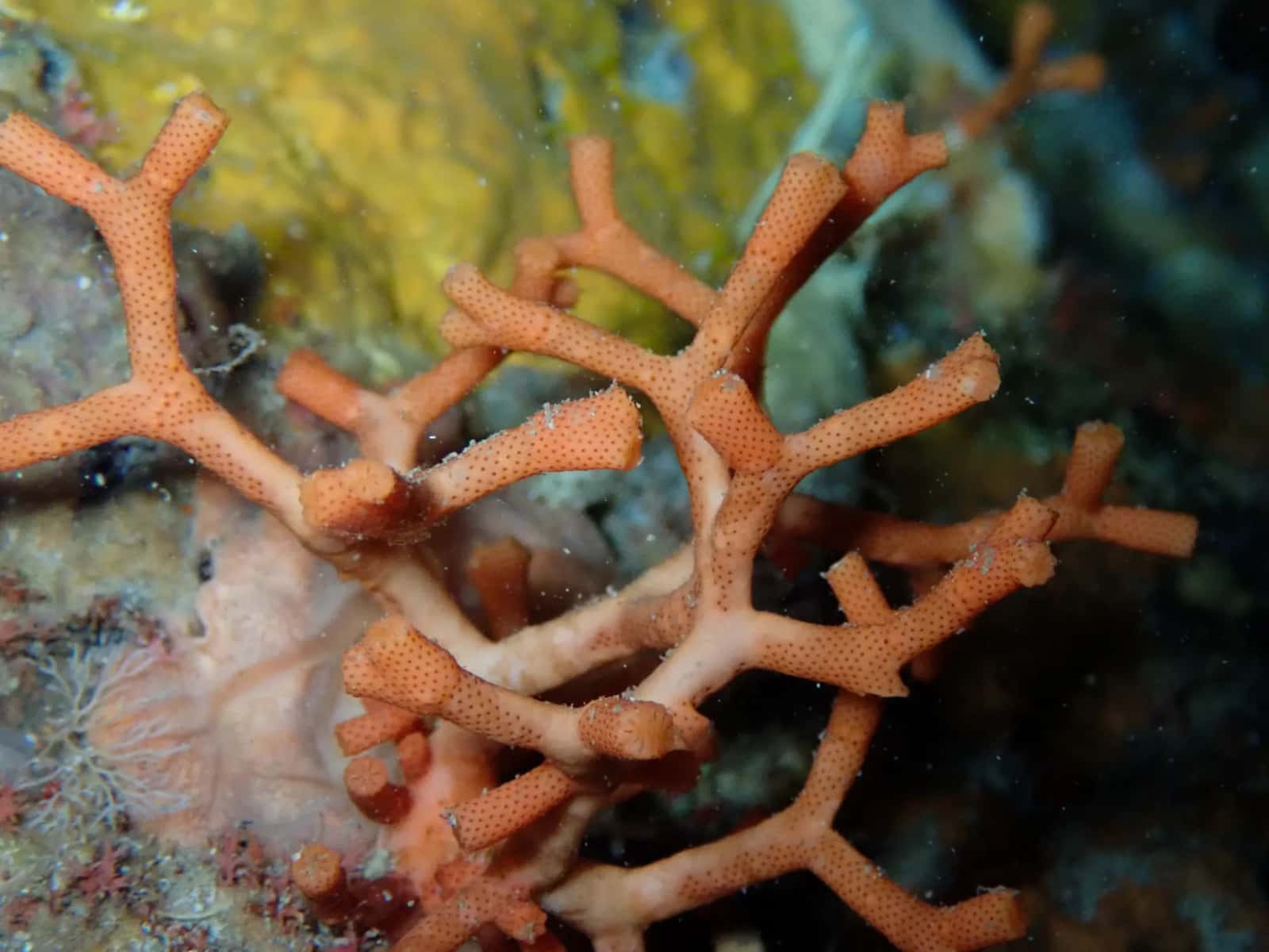 Deep Blue Divers — photo 4