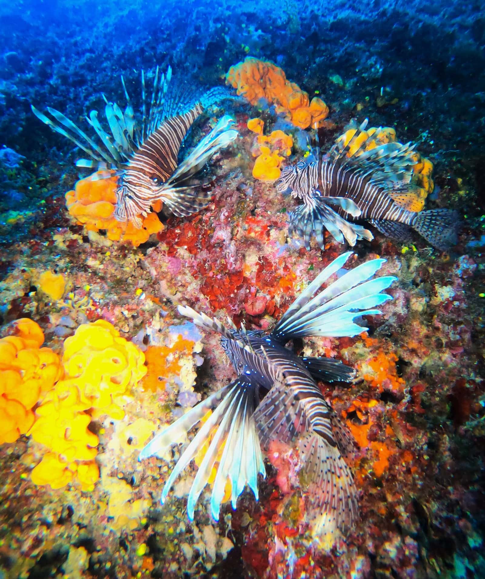 Deep Blue Divers — photo 2