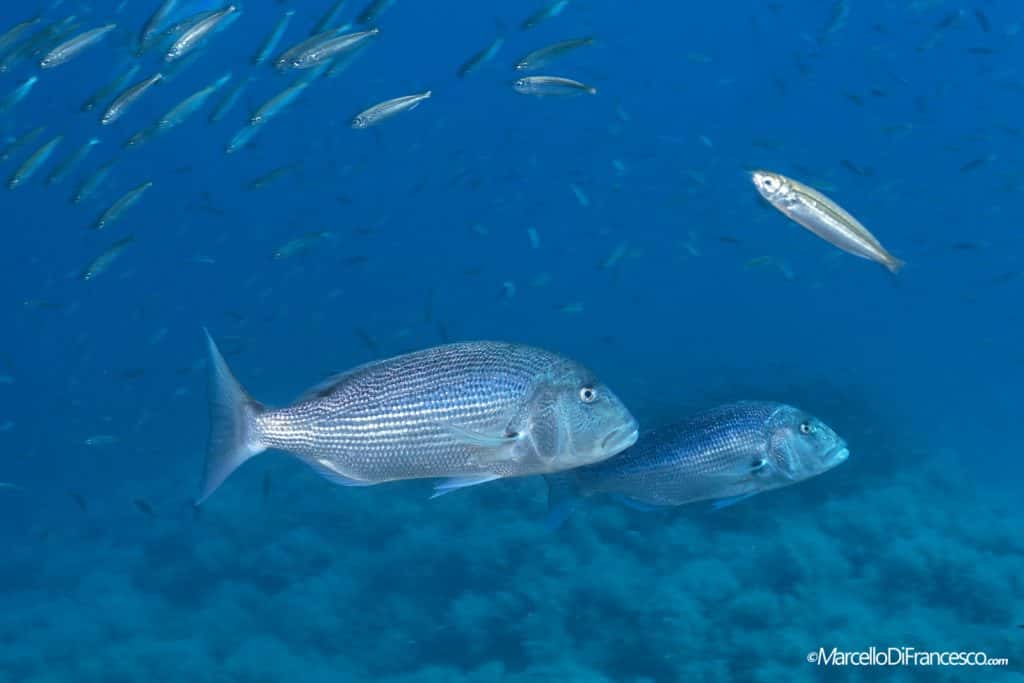 Diving Group Portofino — photo 4
