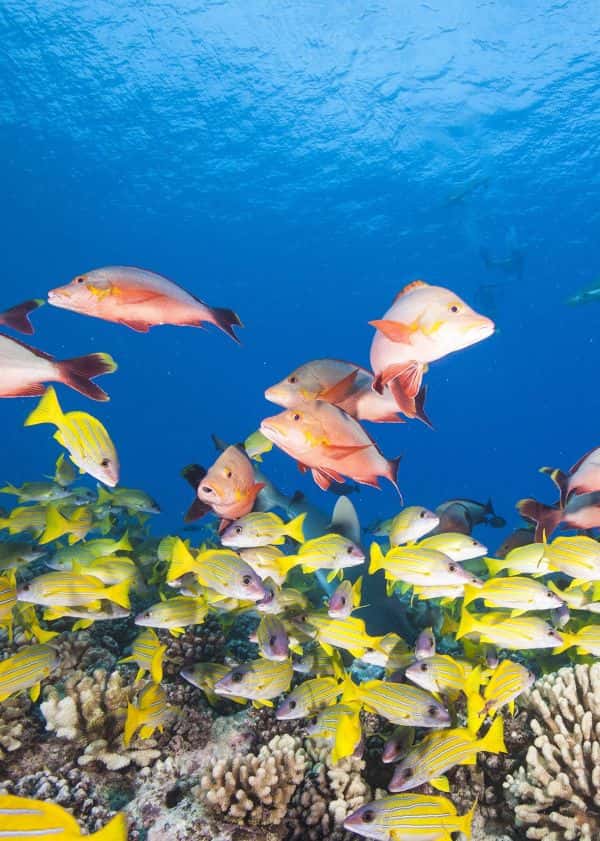 Aloha Scuba Diving Company