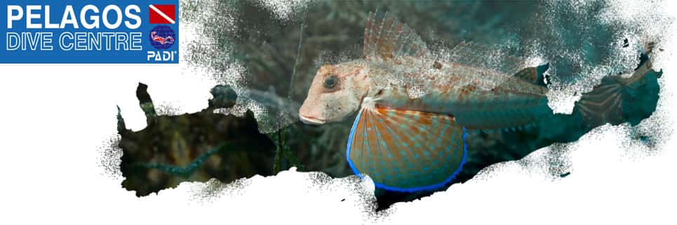 Pelagos Dive Centre — photo 3