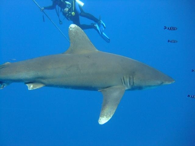 Divecrew
