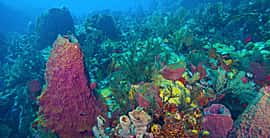 Dive Dominica — photo 4