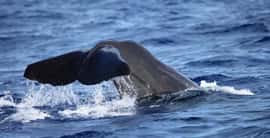 Dive Dominica