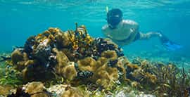 Dive Dominica — photo 3