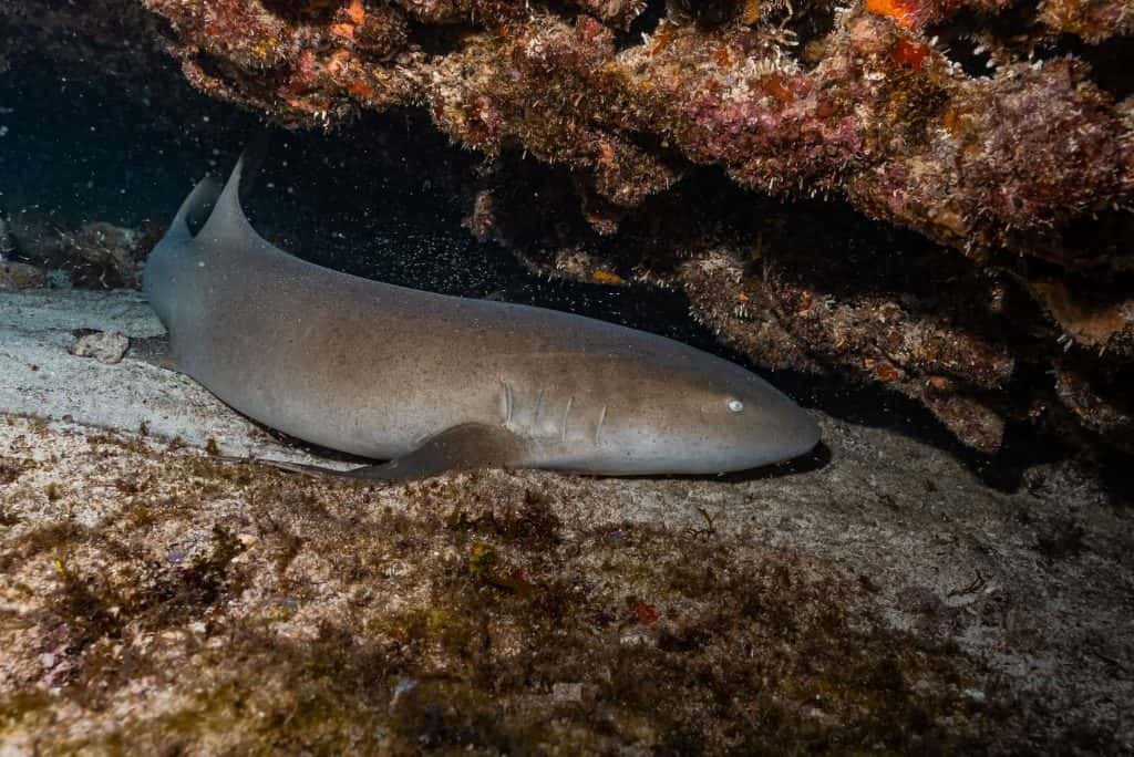 Aqua Adventures Eco Divers — photo 4