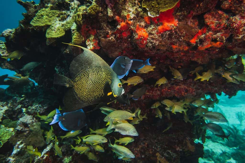 Aqua Adventures Eco Divers — photo 3