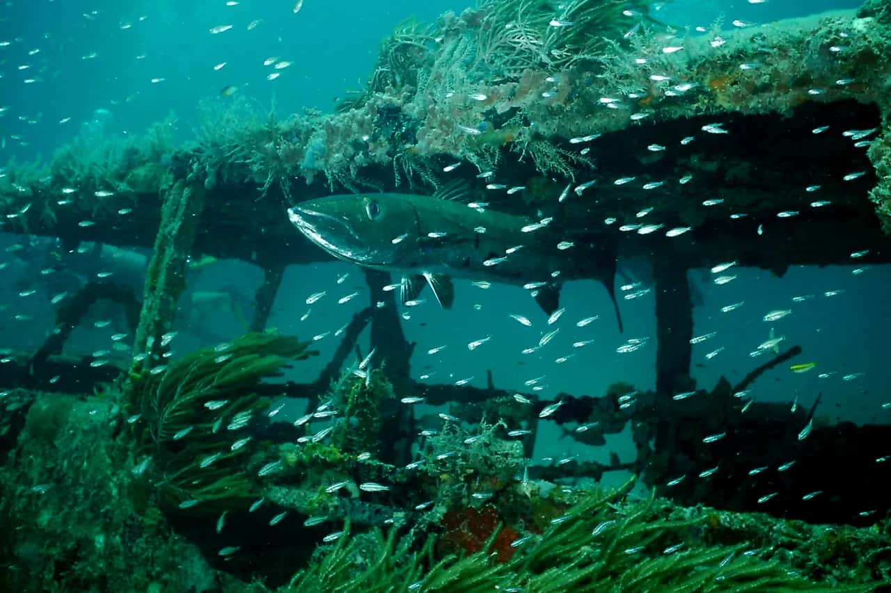 Dive Nevis — photo 2