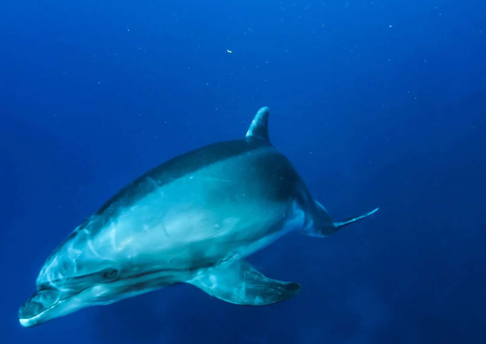 Divespot