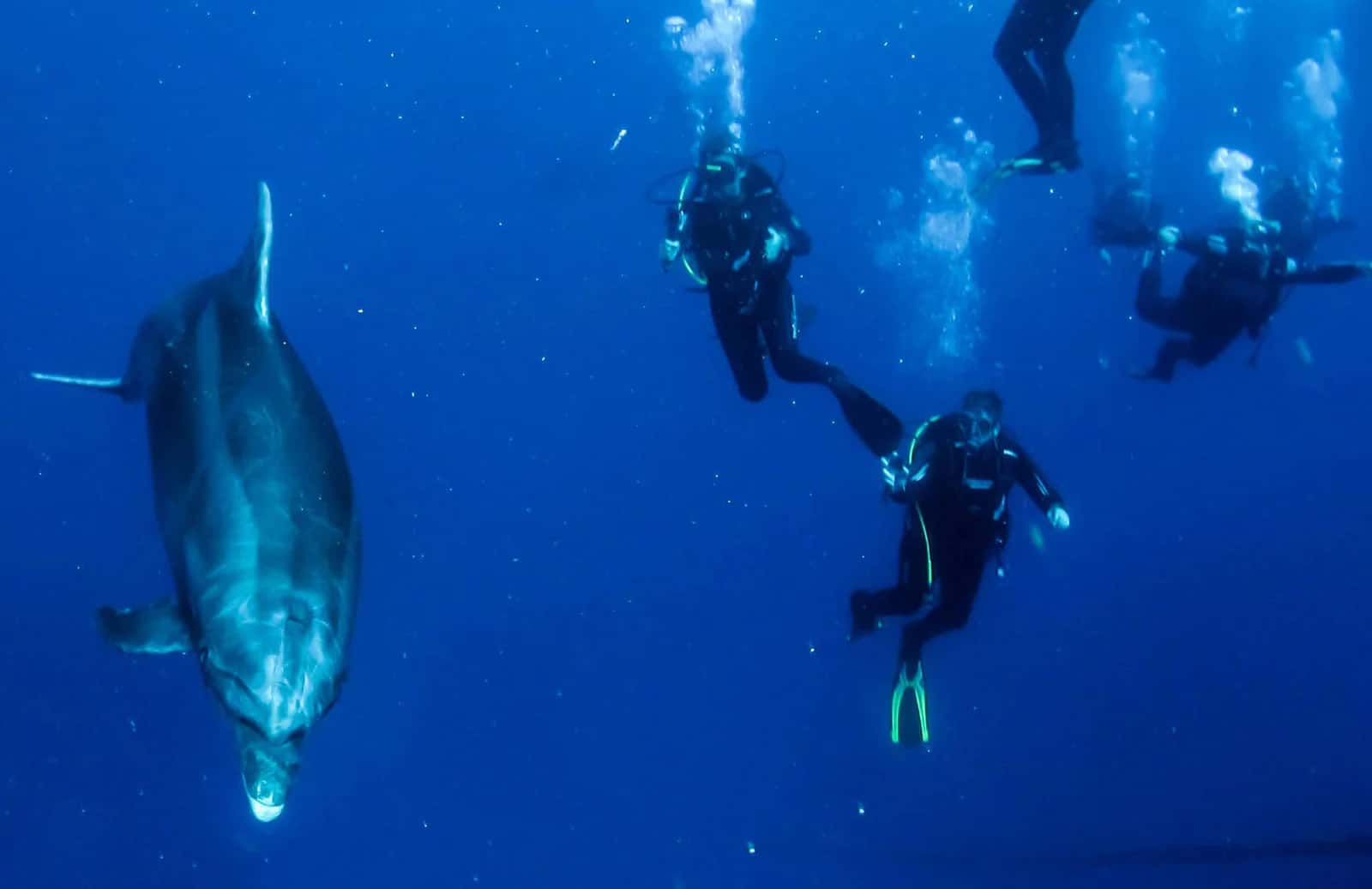 Divespot — photo 3
