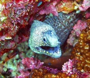 Dive Zihuatanejo