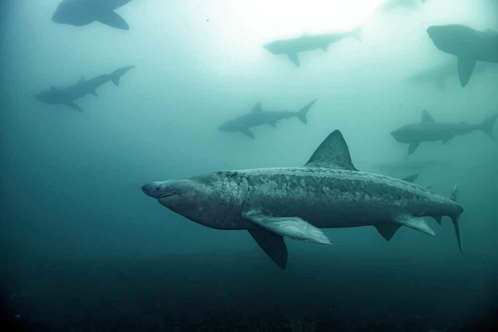 Diving Ireland — photo 1
