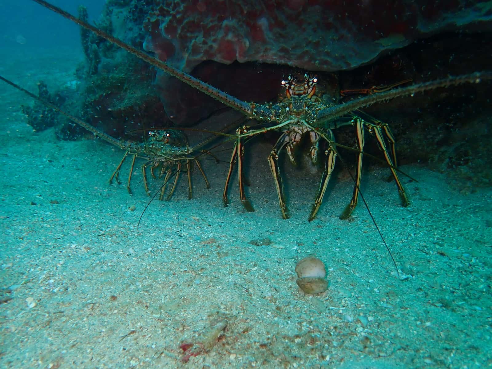 Diving & Adventure Cartagena — photo 4