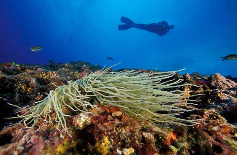 Capo Galera Diving Center — photo 4