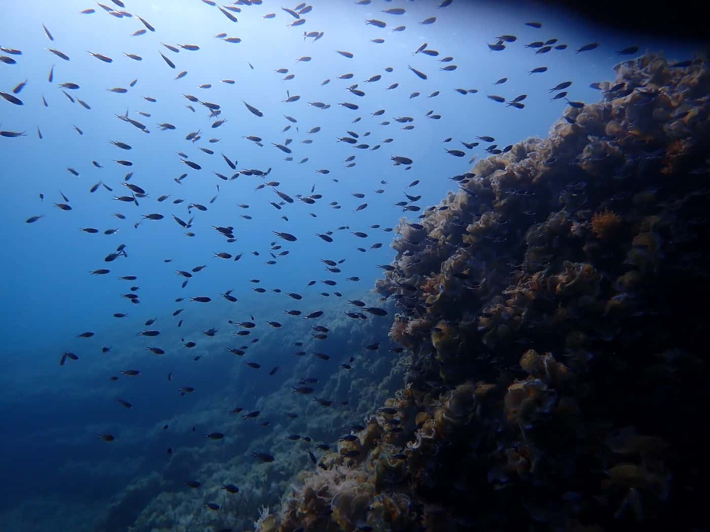 Diving and Adventure — photo 3