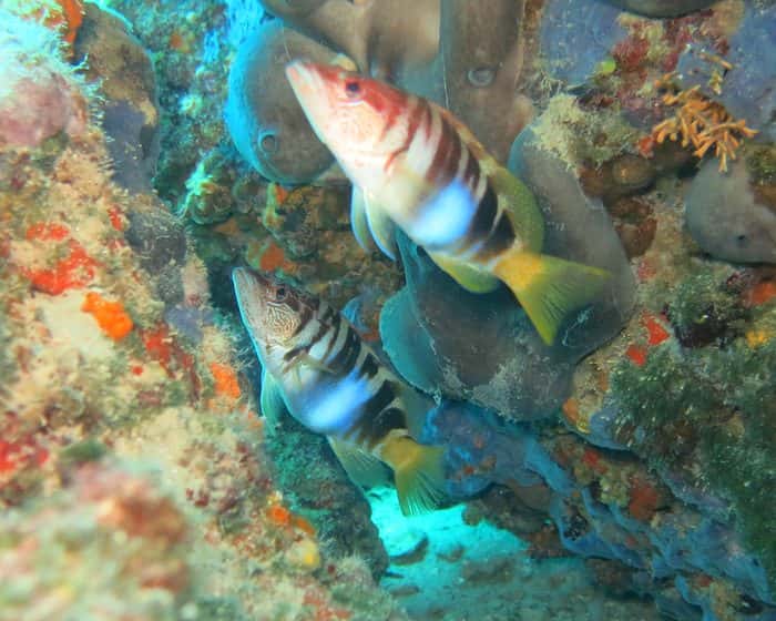 Diving Split — photo 2