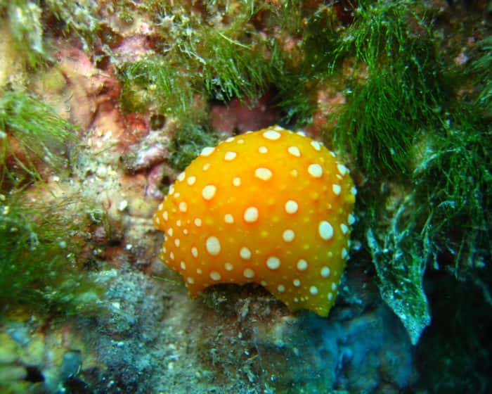 Diving Split — photo 4