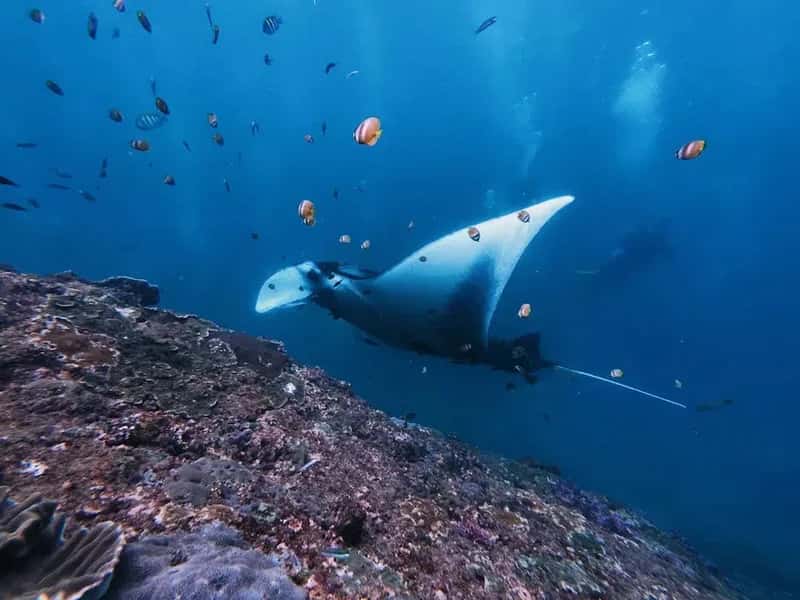 Drake Divers — photo 5