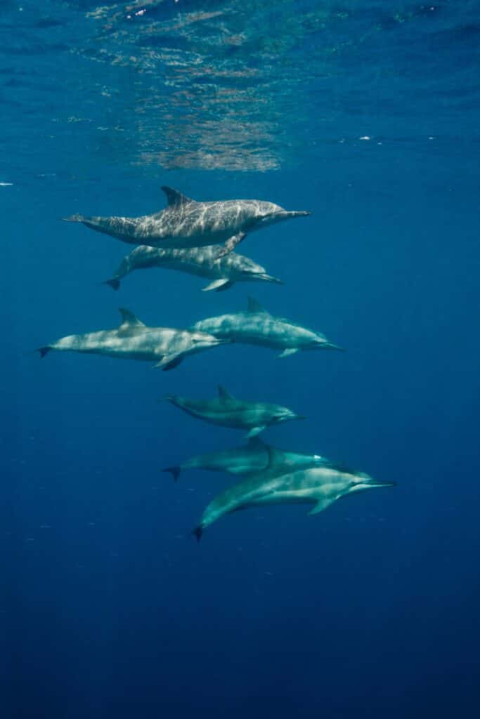 Extra Divers Gozo
