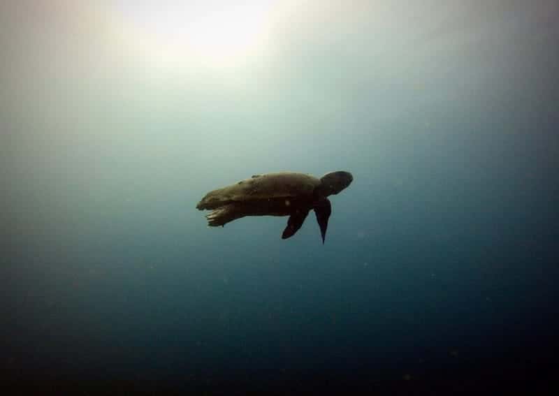 Active Divers Association — photo 4