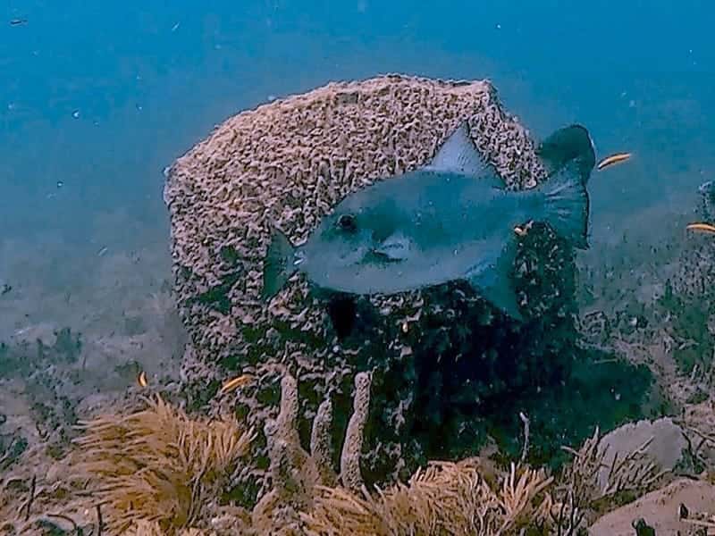 Active Divers Association — photo 3