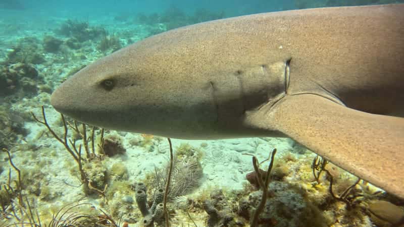 Active Divers Association — photo 2